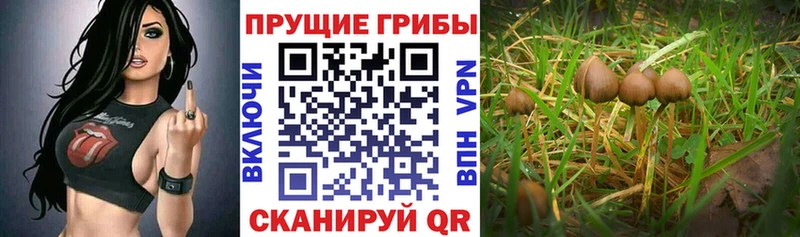 OMG маркетплейс  Болотное  Галлюциногенные грибы прущие грибы 